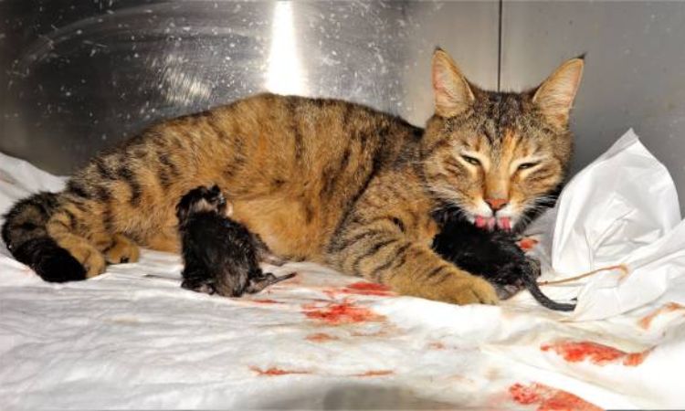 Reasons to wait for postpartum cats