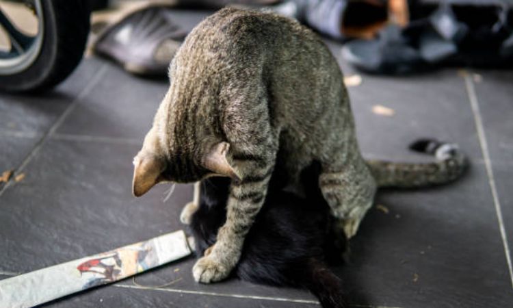 Special veterinary cases with postpartum cats