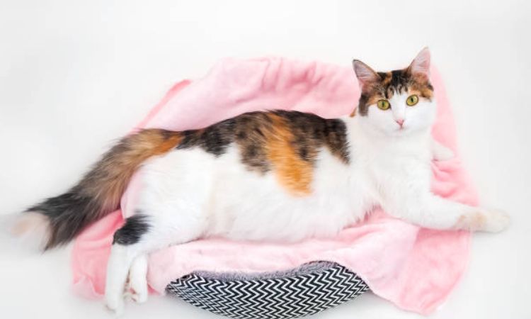 Pregnancy Timeline in Cats