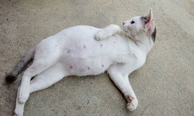 The Cat Reproductive Cycle and Heat
