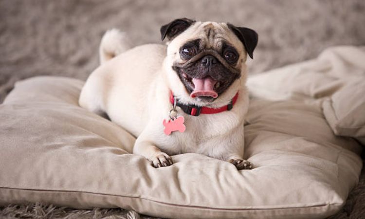 pug dog