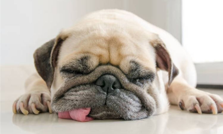 Expert Tips to Manage and Reduce Shedding pug