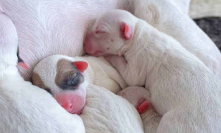 Puppy Hearing Development
