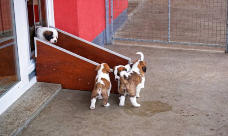 Puppy Toilet