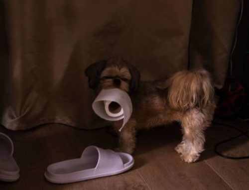Puppy Toilet training at Night