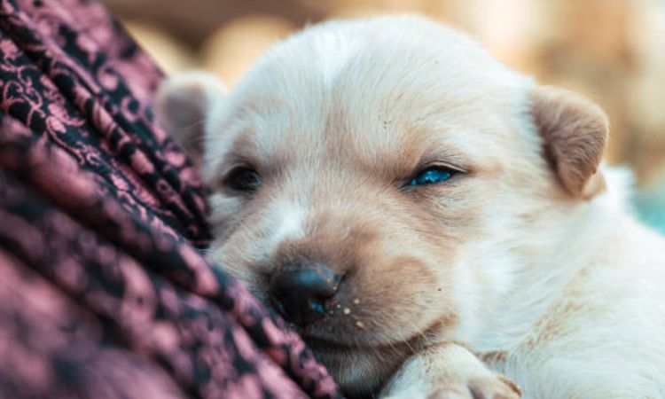 Puppy Eyes Opening
