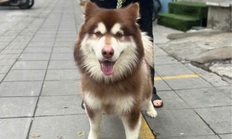 red alaskan malamute