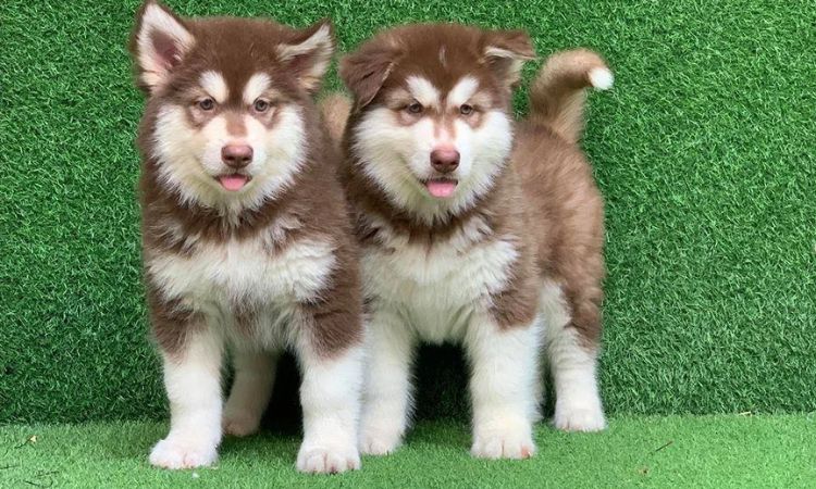 Care and Grooming red alaskan malamute puppy