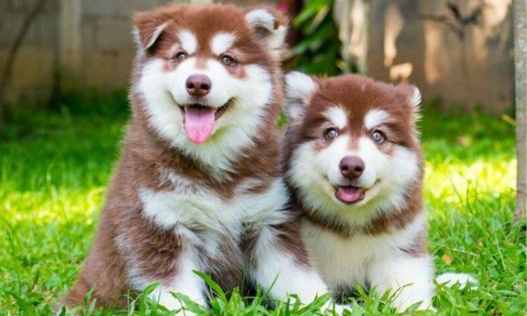 red alaskan malamute puppy