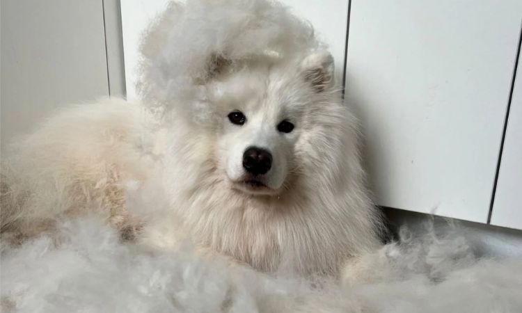 samoyed grooming