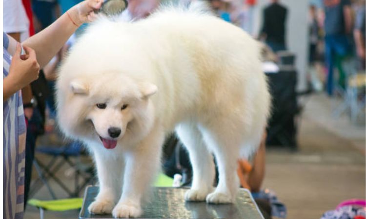 Samoyed Grooming