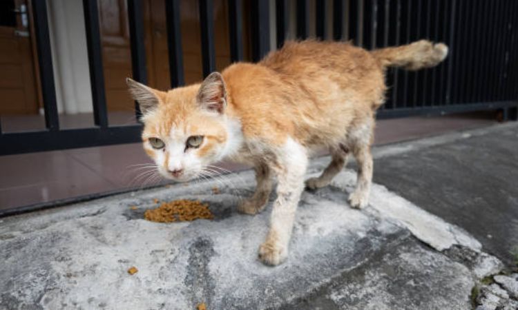 Common Causes of Diarrhea and Vomiting in Senior Cats