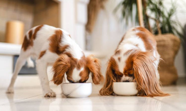 dog food cost