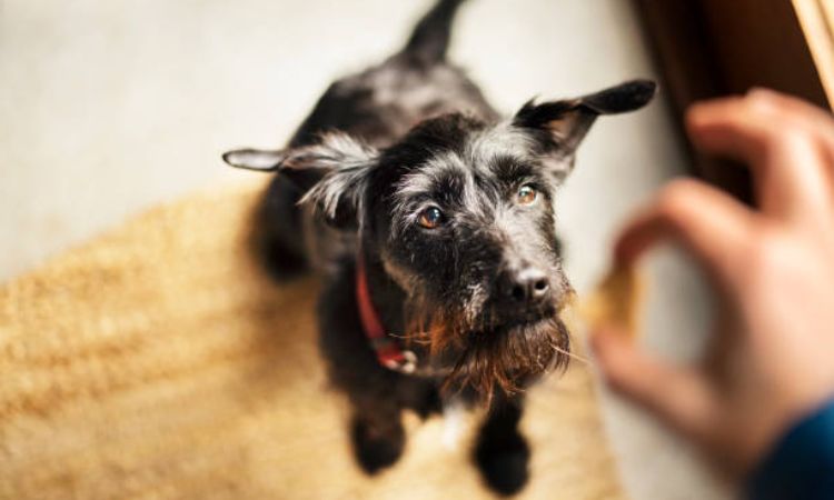costs of raising a dog
