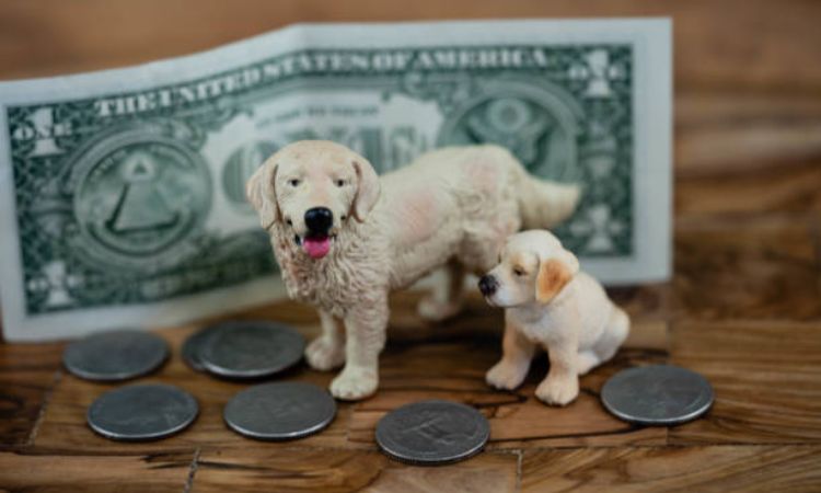 cost of raising a dog for 1 year
