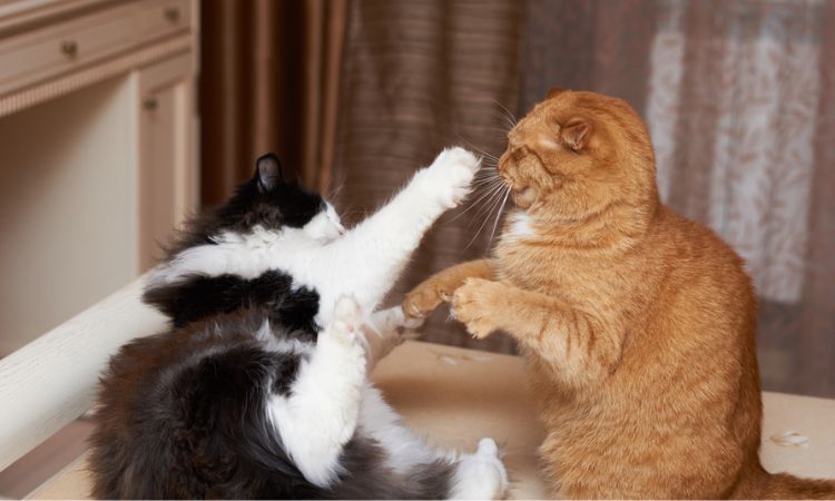 Other Post-Mating Female Behaviors