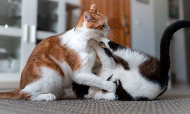 Why do female Cats attack males after mating