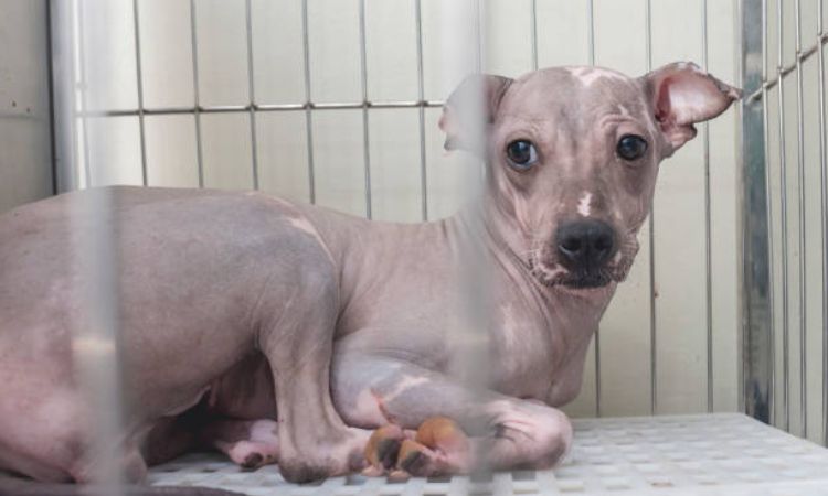 Xoloitzcuintle