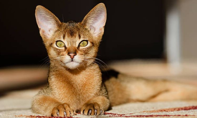 Physical Appearance of the Abyssinian Cat