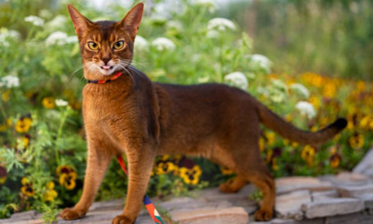 Abyssinian Cat Behavior and Personality