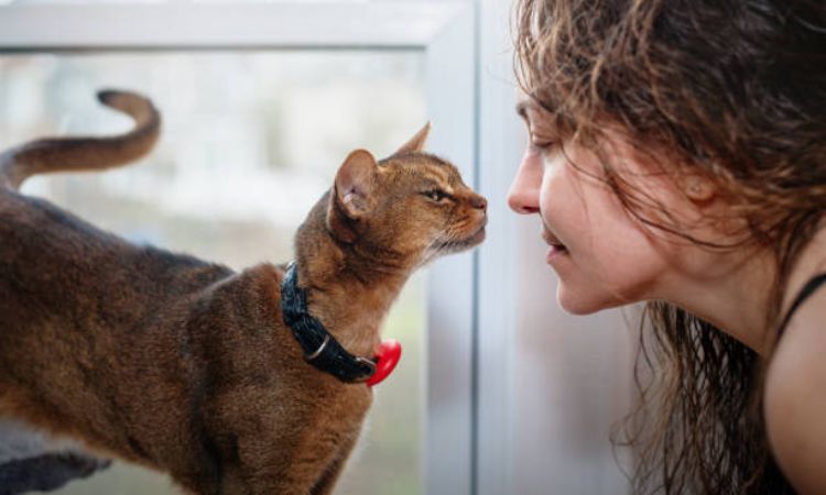Health and Care Guide for the Abyssinian Cat