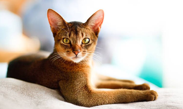 Abyssinian Cat