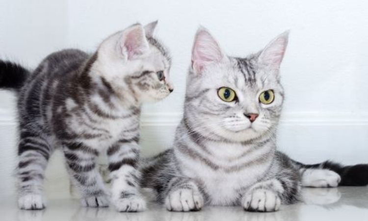 american shorthair color