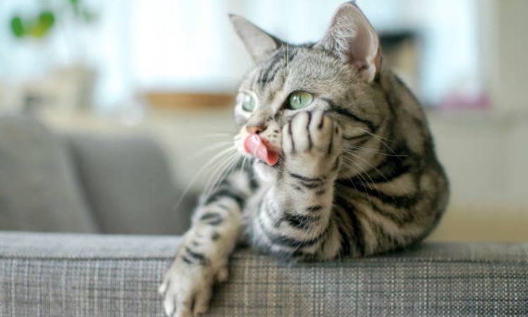 Comprehensive American Shorthair Care