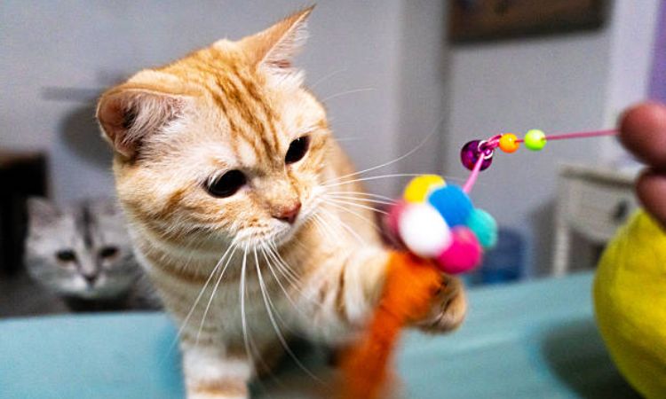 American Shorthair