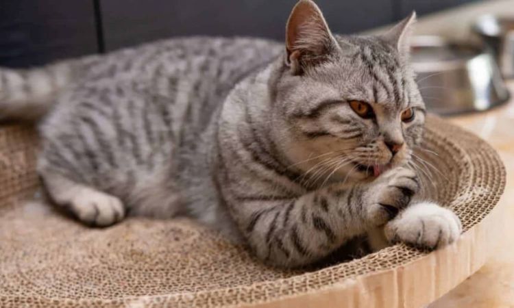 American Shorthair
