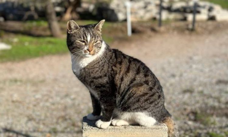 Characteristics of American Wirehair