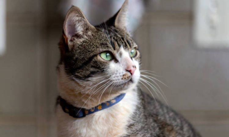 American Wirehair