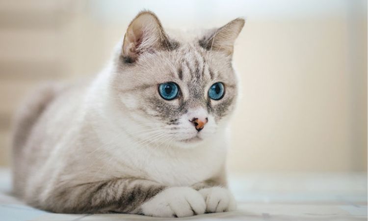 Price of American Wirehair