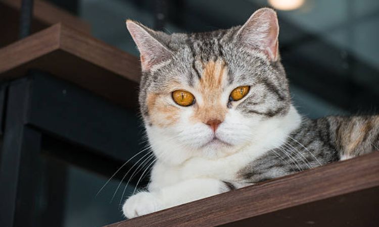 American Wirehair