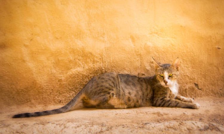 Arabian Mau