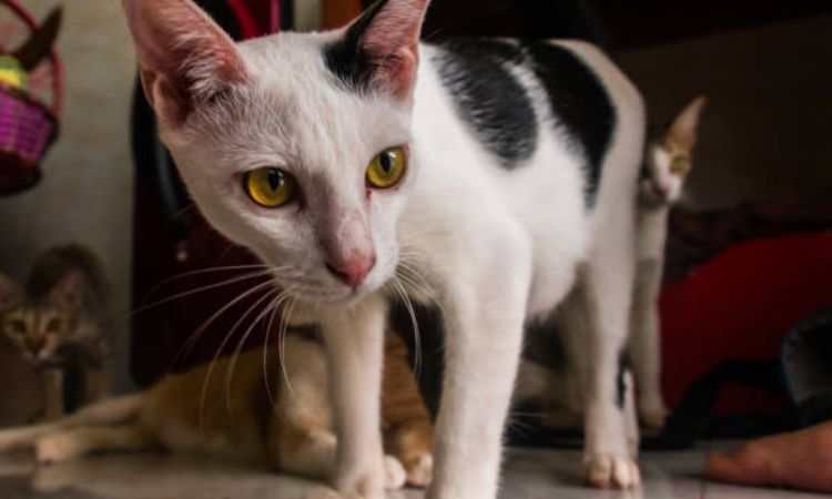 arabian mau colors