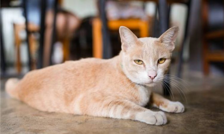 arabian mau orange