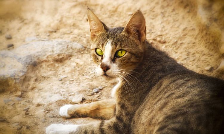 Arabian Mau