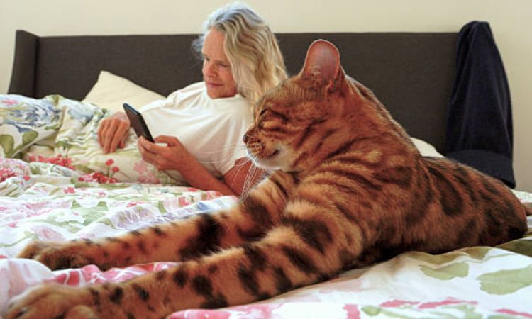 bengal cat size