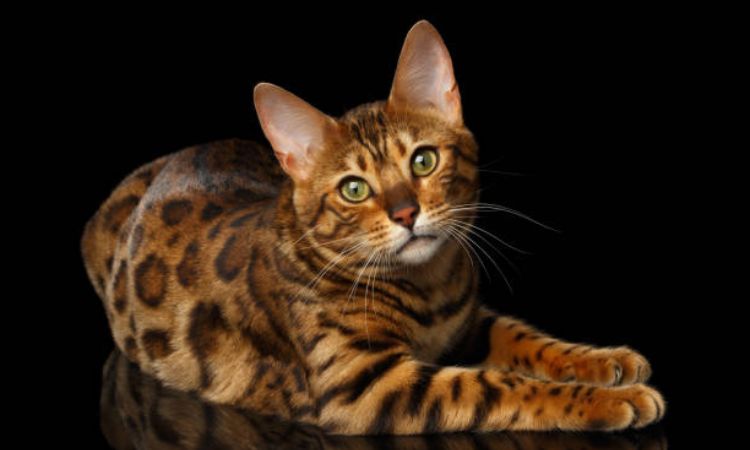 bengal cat lifespan