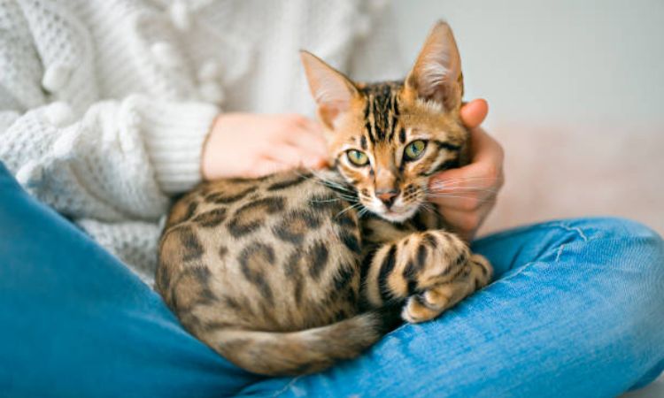 bengal cat black