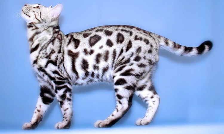 White Bengal Cats