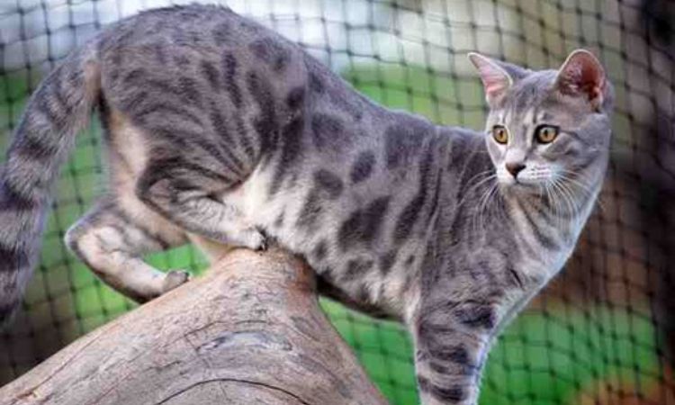 Blue Bengal Cats
