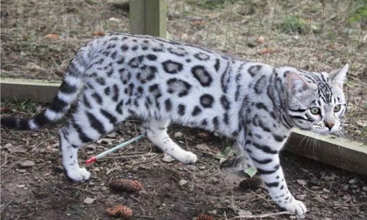 Silver Bengal Cats