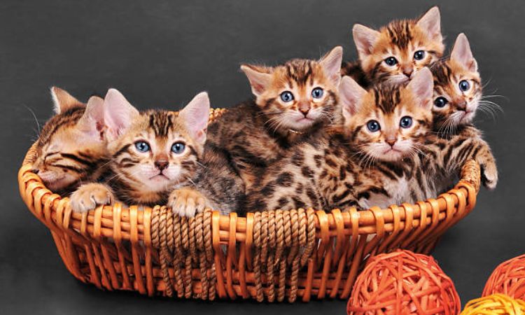bengal cat price