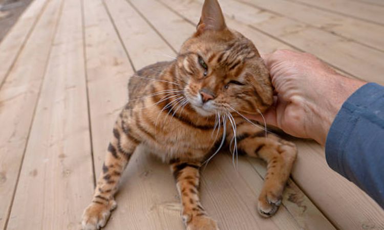 Bengal Cat