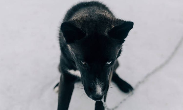 black husky dog photos