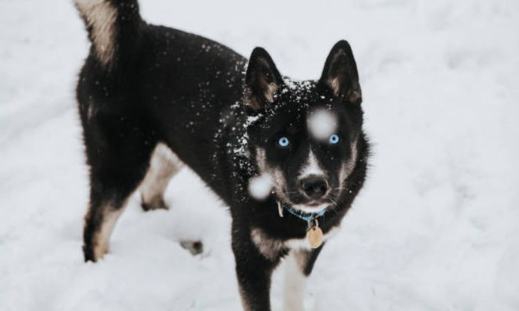 What Is a Black Husky?