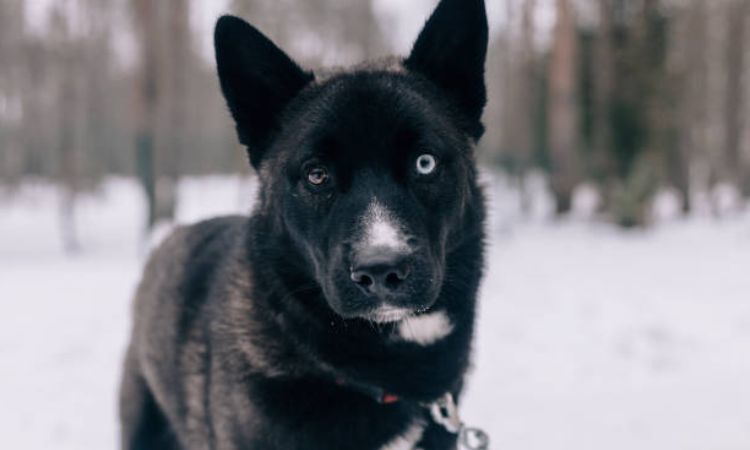 Black Husky Care Guide