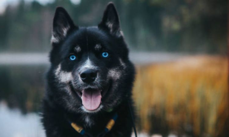 Black Husky